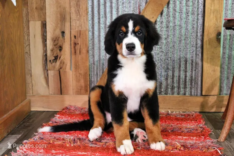 McKinney – Bernese Mountain Dog puppy for sale in Pomona, MO