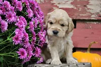 Pike , a male Golden Cocker Retriever and Miniature Golden Retriever for sale in Pomona, MO – 2 of 8