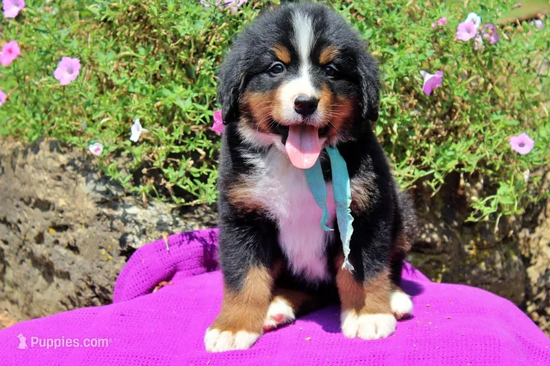 Luckenbach – Bernese Mountain Dog puppy for sale in Pomona, MO