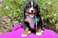 Luckenbach, a male Bernese Mountain Dog for sale in Pomona, MO – 5 of 10