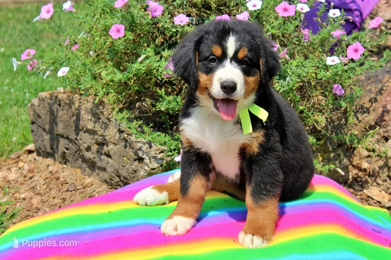 McKinney – Bernese Mountain Dog puppy for sale in Pomona, MO