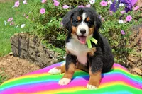 McKinney, a female Bernese Mountain Dog for sale in Pomona, MO – 1 of 10