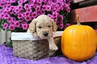 Bridger, a male Golden Cocker Retriever and Miniature Golden Retriever for sale in Pomona, MO – 4 of 6