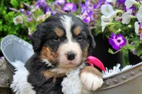 Chambray, a female Bernese Mountain Dog for sale in Pomona, MO – 6 of 8