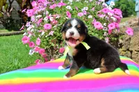 McKinney, a female Bernese Mountain Dog for sale in Pomona, MO – 5 of 8