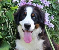 Newman, a male Bernese Mountain Dog for sale in Pomona, MO – 6 of 9