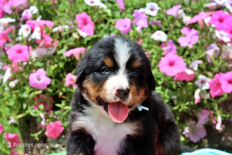 Luckenbach, a male Bernese Mountain Dog for sale in Pomona, MO – 1 of 8