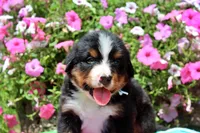 Luckenbach, a male Bernese Mountain Dog for sale in Pomona, MO – 1 of 8