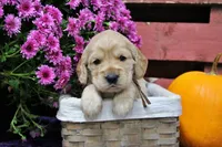 Prescott, a male Golden Cocker Retriever and Miniature Golden Retriever for sale in Pomona, MO – 4 of 7