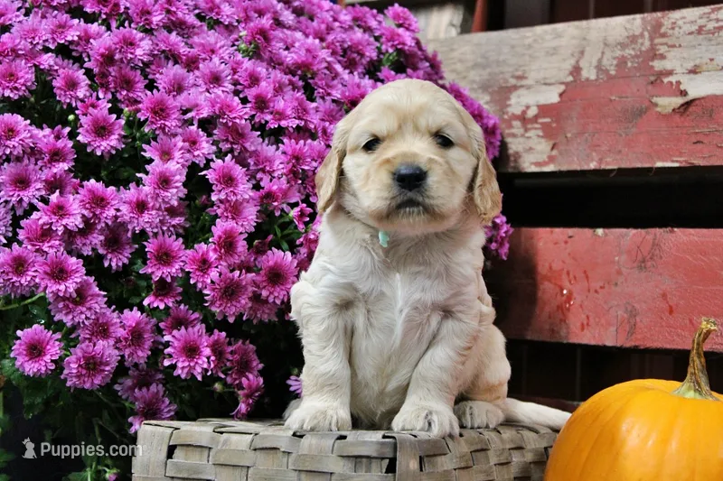 Shawnee – Golden Cocker Retriever, Miniature Golden Retriever puppy for sale in Pomona, MO