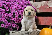 Shawnee, a female Golden Cocker Retriever and Miniature Golden Retriever for sale in Pomona, MO – 1 of 8