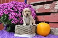Twain, a male Golden Cocker Retriever and Miniature Golden Retriever for sale in Pomona, MO – 4 of 9