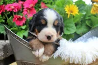Cain, a male Bernese Mountain Dog for sale in Pomona, MO – 7 of 9