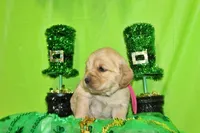 Frito, a female Golden Cocker Retriever and Miniature Golden Retriever for sale in Pomona, MO – Photo 4 of 8