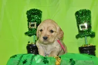 Frito, a female Golden Cocker Retriever and Miniature Golden Retriever for sale in Pomona, MO – Photo 5 of 8