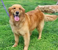 Frito, a female Golden Cocker Retriever and Miniature Golden Retriever for sale in Pomona, MO – Photo 7 of 8