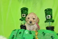 Frito, a female Golden Cocker Retriever and Miniature Golden Retriever for sale in Pomona, MO – Photo 6 of 8