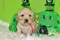 Frito, a female Golden Cocker Retriever and Miniature Golden Retriever for sale in Pomona, MO – Photo 3 of 8