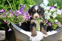 Cashmere, a female Bernese Mountain Dog for sale in Pomona, MO – 2 of 8