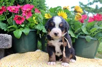 Cain, a male Bernese Mountain Dog for sale in Pomona, MO – 4 of 9