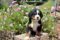 McKinney, a female Bernese Mountain Dog for sale in Pomona, MO – 9 of 10