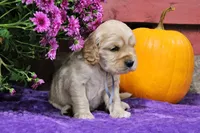 Twain, a male Golden Cocker Retriever and Miniature Golden Retriever for sale in Pomona, MO – 8 of 9