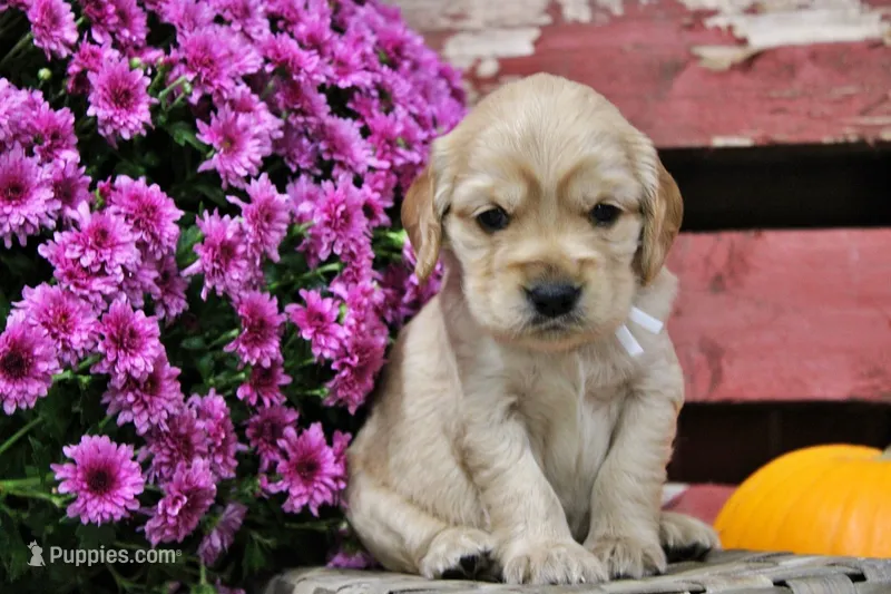 Custer – Golden Cocker Retriever, Miniature Golden Retriever puppy for sale in Pomona, MO