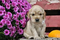 Custer, a male Golden Cocker Retriever and Miniature Golden Retriever for sale in Pomona, MO – 1 of 8