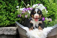 Cabernet, a female Bernese Mountain Dog for sale in Pomona, MO – 5 of 9