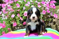 Beaumont, a male Bernese Mountain Dog for sale in Pomona, MO – 5 of 7