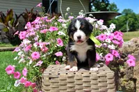 McKinney, a female Bernese Mountain Dog for sale in Pomona, MO – 7 of 8