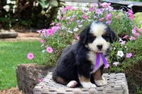 Vixen, a female Bernese Mountain Dog for sale in Pomona, MO – 2 of 7