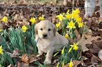 Dorito, a male Golden Cocker Retriever and Miniature Golden Retriever for sale in Pomona, MO – Photo 7 of 10