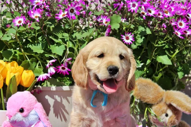 Dorito – Golden Cocker Retriever, Miniature Golden Retriever puppy for sale in Pomona, MO