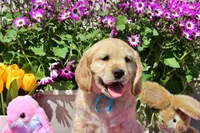 Dorito, a male Golden Cocker Retriever and Miniature Golden Retriever for sale in Pomona, MO – Photo 1 of 10