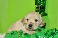 Dorito, a male Golden Cocker Retriever and Miniature Golden Retriever for sale in Pomona, MO – Photo 1 of 8