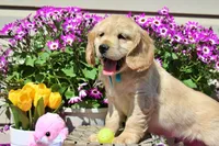 Dorito, a male Golden Cocker Retriever and Miniature Golden Retriever for sale in Pomona, MO – Photo 4 of 10