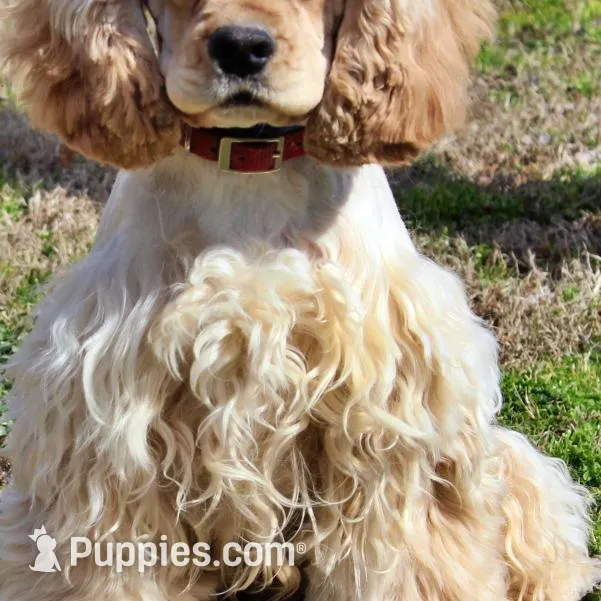 Dorito, a male Golden Cocker Retriever and Miniature Golden Retriever for sale in Pomona, MO – Photo 8 of 8