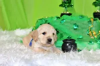 Dorito, a male Golden Cocker Retriever and Miniature Golden Retriever for sale in Pomona, MO – Photo 3 of 8