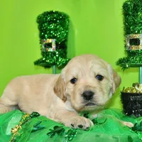 Dorito, a male Golden Cocker Retriever and Miniature Golden Retriever for sale in Pomona, MO – Photo 8 of 10
