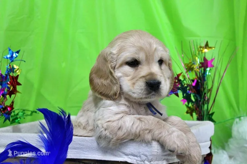 Dorito – Golden Cocker Retriever, Miniature Golden Retriever puppy for sale in Pomona, MO