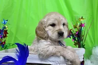 Dorito, a male Golden Cocker Retriever and Miniature Golden Retriever for sale in Pomona, MO – Photo 5 of 10