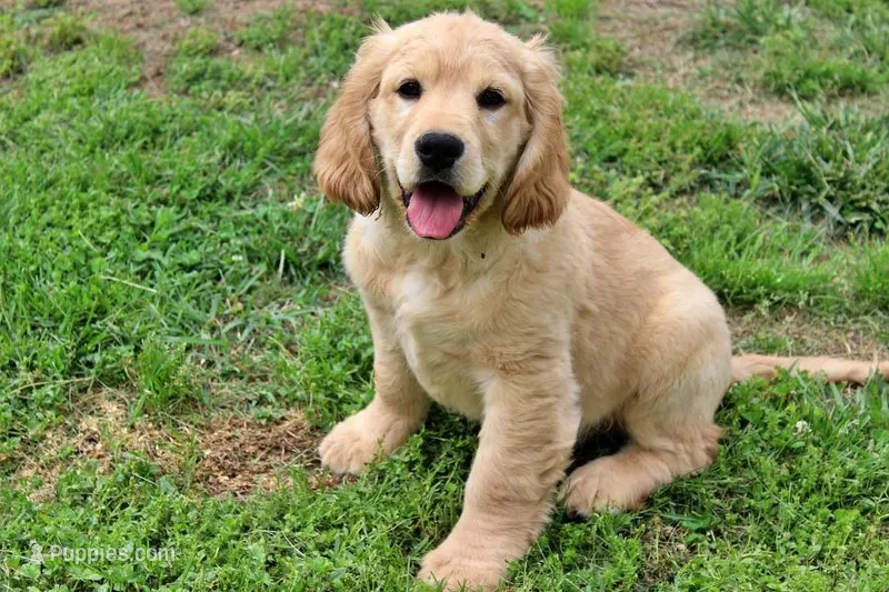 Dorito – Golden Cocker Retriever, Miniature Golden Retriever puppy for sale in Pomona, MO