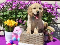 Dorito, a male Golden Cocker Retriever and Miniature Golden Retriever for sale in Pomona, MO – Photo 2 of 10