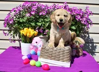 Dorito, a male Golden Cocker Retriever and Miniature Golden Retriever for sale in Pomona, MO – Photo 3 of 10