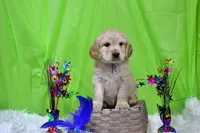 Dorito, a male Golden Cocker Retriever and Miniature Golden Retriever for sale in Pomona, MO – Photo 6 of 10