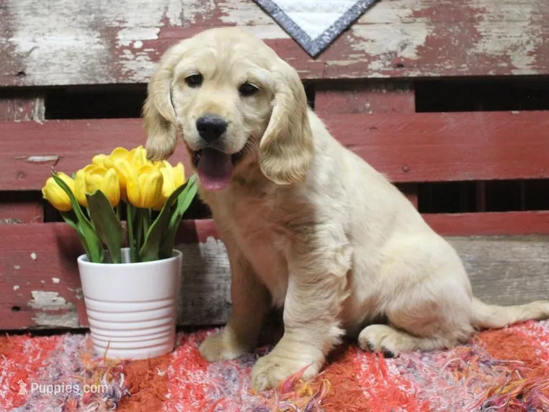 Dorito – Golden Cocker Retriever, Miniature Golden Retriever puppy for sale in Pomona, MO