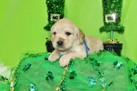 Dorito, a male Golden Cocker Retriever and Miniature Golden Retriever for sale in Pomona, MO – Photo 6 of 8