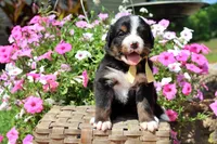 Killen, a female Bernese Mountain Dog for sale in Pomona, MO – 4 of 5