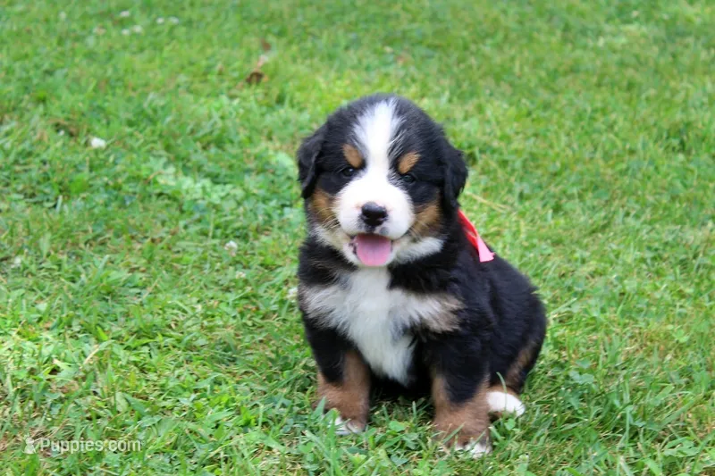 Rebel – Bernese Mountain Dog puppy for sale in Pomona, MO